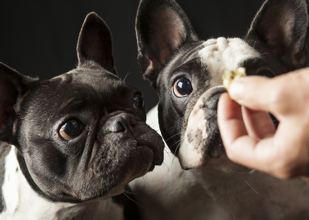Dogs don't crave salty snacks